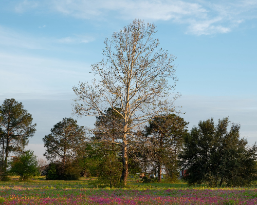 Cypress